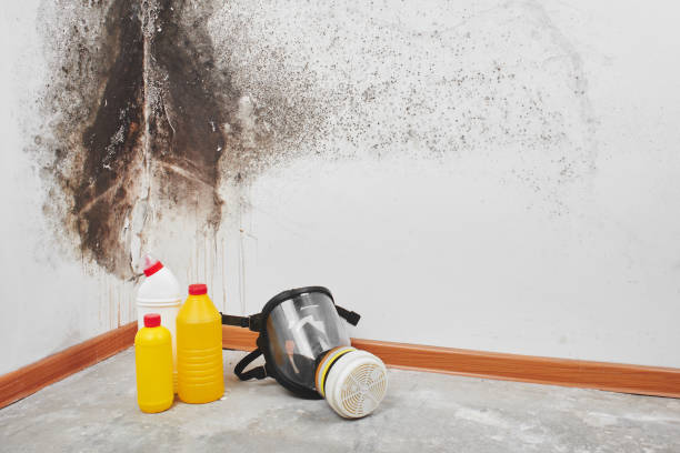 Best White Mold Remediation in White Plains, NY