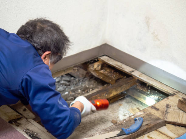 Best Preventive Mold Services in White Plains, NY