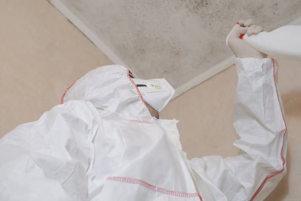 Best Basement Mold Remediation in White Plains, NY
