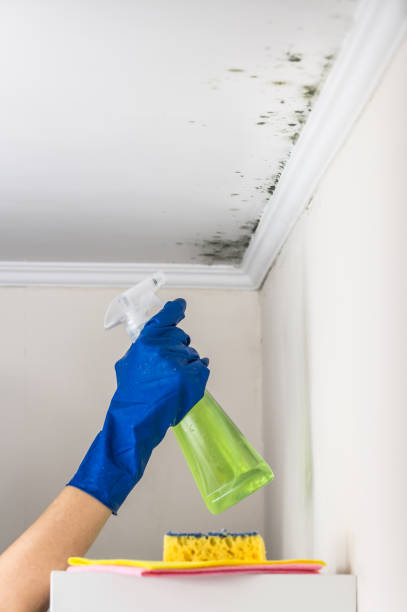 Professional Mold Remediation in White Plains, NY